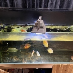 水槽、ディスカスセット　決まりました！