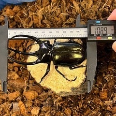 タイリクコーカサスオオカブト(WD)ペア 95mm～120mm