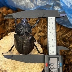 タイリクコーカサスオオカブト(WD)ペア95mm～120mm