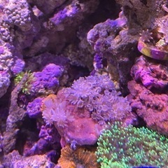 ウミアザミ　パクパク　サンゴ　海水　水槽