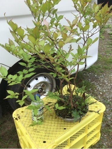 ＊寄せ植えヒメシャラ６０センチ＊引き取りのみ