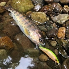 渓流釣り　仲間募集