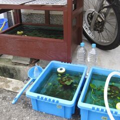 ６月２１日（水）午前９時の引き取り限定 初心者の方 メダカを飼っ...