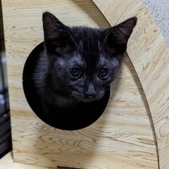 生後約2ヶ月✴︎若干スモークの黒子猫