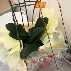 花が咲き終わった胡蝶蘭（決まりました！）