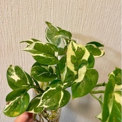 【観葉植物】ポトス　エンジョイ