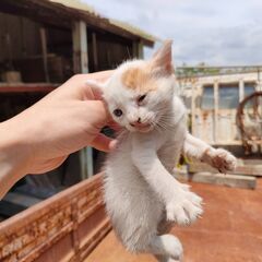 茶白　性別不明　1ヶ月くらい