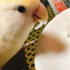 コザクラインコ　可愛いがってくれる方