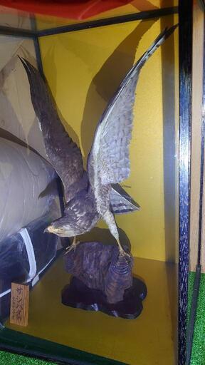 サシバタカ　はく製　宇都宮　引き取り