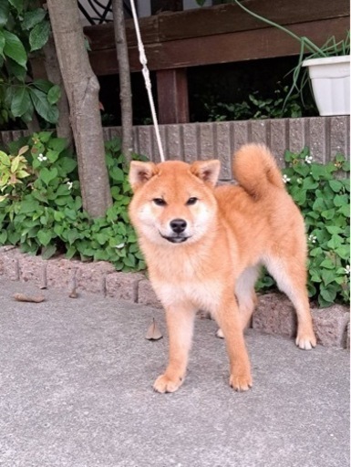 約、生後６ヶ月のオスの黒の柴犬です。里親に成ってくれる方を探してい ...