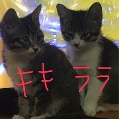 生後2ヶ月くらいの子猫ちゃん − 熊本県