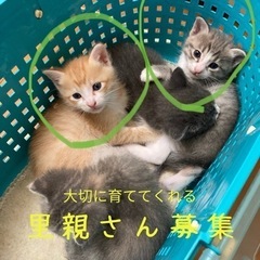 保護した子猫の里親さんを募集✳︎2匹男の子✳︎