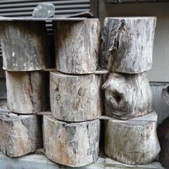 ケヤキ材の輪切り丸太・乾燥品