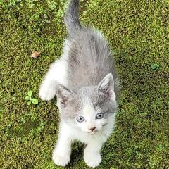 3ヶ月の子ネコ3匹と大人猫2匹保護しています。茨城県古河市周辺の方の画像