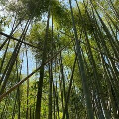 竹藪を整備して、竹林へ！アウトドアスペースに − 大阪府