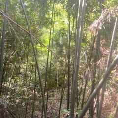 竹藪を整備して、竹林へ！アウトドアスペースに - ボランティア