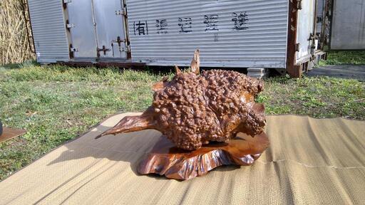 豊富なギフト 泡瘤ができた古木(床の間に置く飾りの置物として) その他