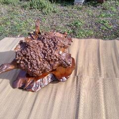 泡瘤ができた古木(床の間に置く飾りの置物として)