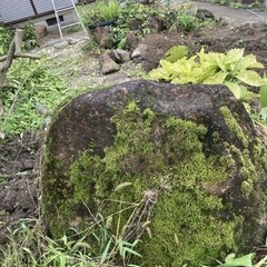 苔の生えた庭石