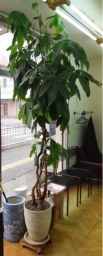 観葉植物　パキラ