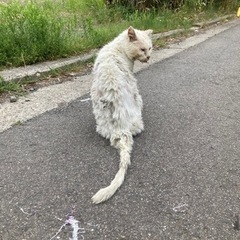 病気の地域猫ちゃんを一緒に助けていただけませんか？