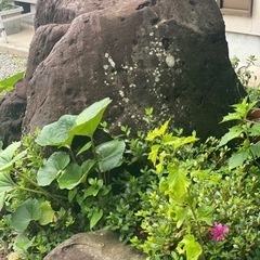 松の木  庭石
