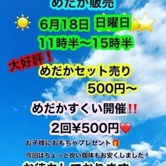 メダカ販売 6月18日