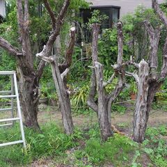 高松 早めに要連絡！ 庭木 生垣に カイズカイブキ 貝塚 カイズ...