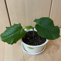 観葉植物　ウンベラータ　5 鉢植え