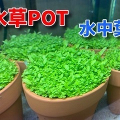 残り2【水中葉】水草POT 水槽に入れるだけ♪⑤