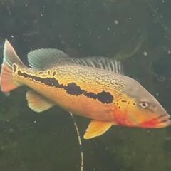 アイスポットシクリッドの中古が安い！激安で譲ります・無料であげます  