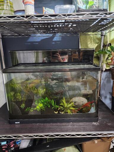 GEX 60センチ水槽 上部フィルター