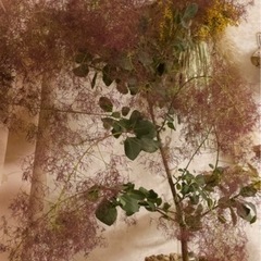 スモークツリーのフレッシュ枝付きの花、苗木無料で下さる方
