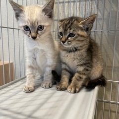 トライアル決定！　2ヶ月の子猫　シャムっぽい子とキジトラ