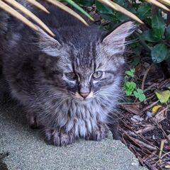 里親募集中　サイベリアン似の仔猫