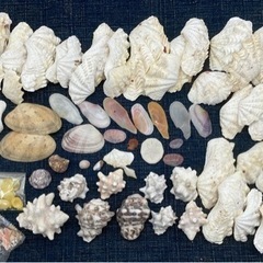 値下げ↓貝殻セット■奄美大島■貝殻■いろんな貝殻