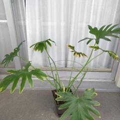 セローム 観葉植物