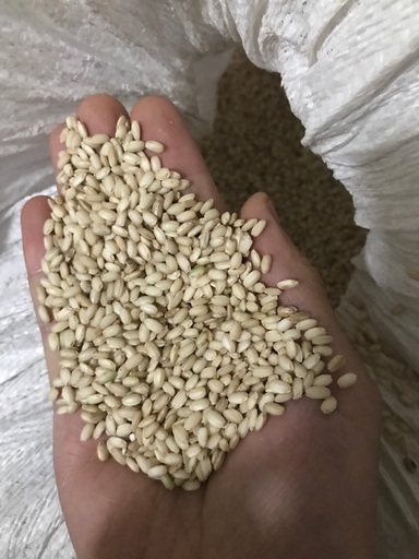 もち米 玄米