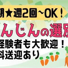 【短期☆軽作業】にんじん選別〈美幌〉