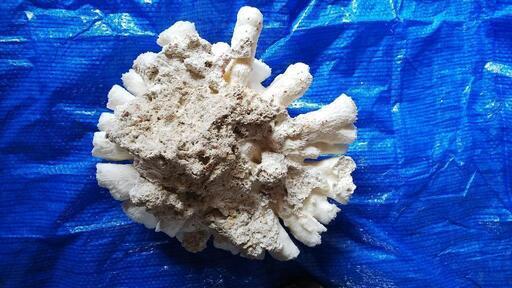 沖縄県産の珊瑚