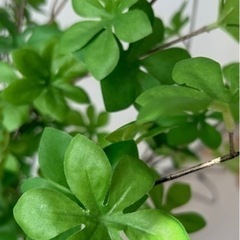 この1本で 空間が明るくなる ドウダンツツジ✨