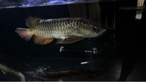 熱帯魚！