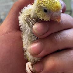 セキセイインコ雛　募集停止の画像