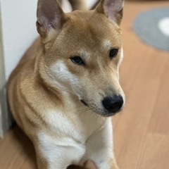 大きめ　柴犬　1才10ヶ月