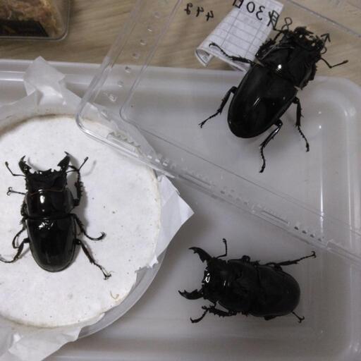 クワガタ、カブトムシ 飼育撤退