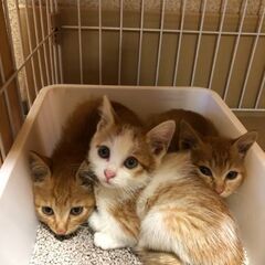 【県外可】遺棄案件3兄弟子猫のファミリー募集