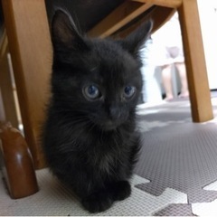 美人の黒猫さん