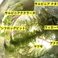 【水草】植え付ける必要なし！浮遊性水草・浮き草セット