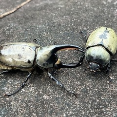 グラントシロカブト　CBF2 ♂♀ペア