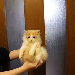 【里親募集】サイベリアン子猫　血統書付き